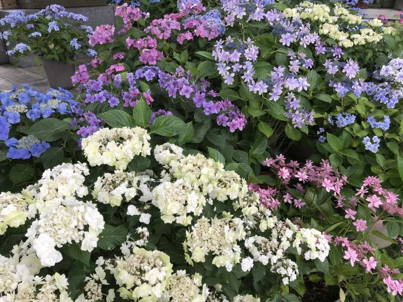 Kamakura Private Tour - Hydrangea in Hase templa