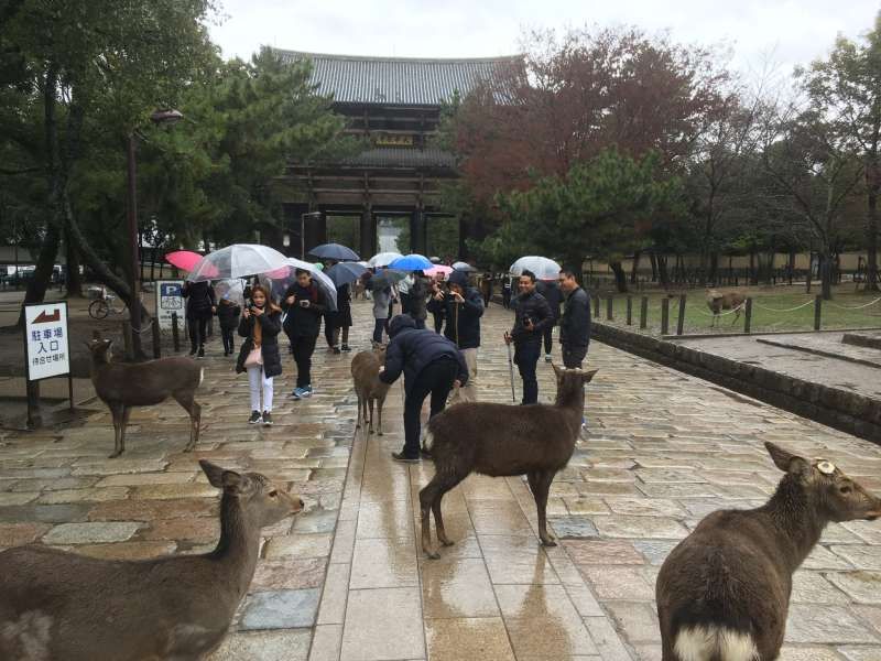 Nara Private Tour - Nara deer park
You can feed cute wild deers.