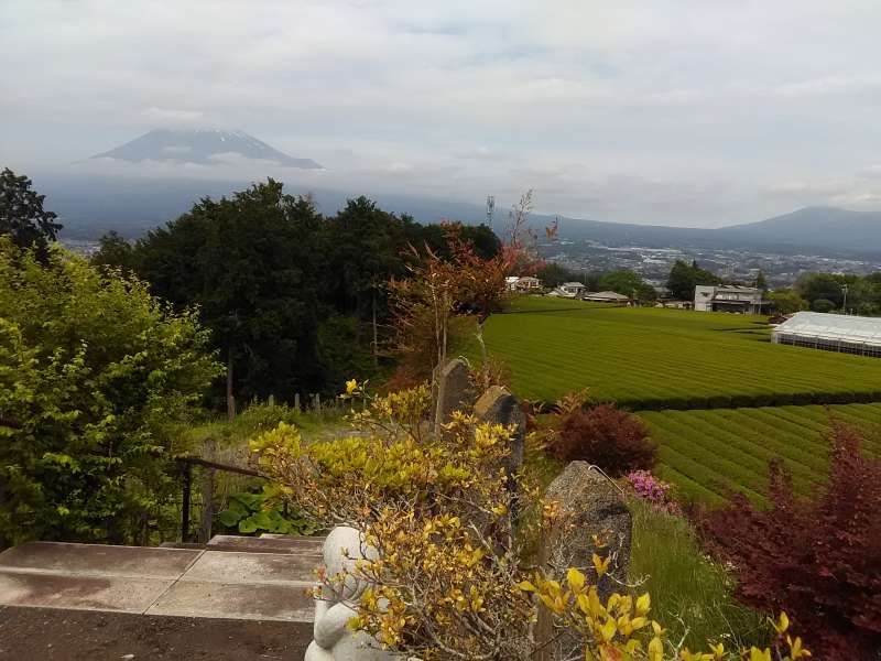 Shimizu Private Tour - How about tea-leaf picking near the Mt. Fuji?