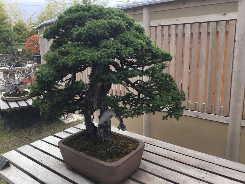 Saitama Private Tour - Shohaku Bonsai by conifers of pines with deep green foliage