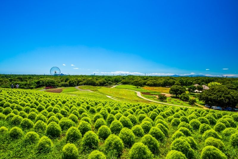 Ibaraki Private Tour - Green Kochias in Seaside Park