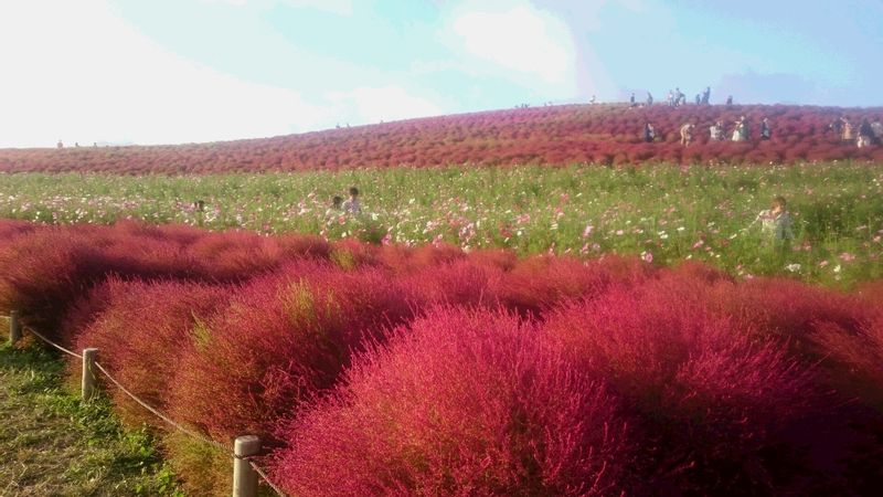 Ibaraki Private Tour - Red Kochias in Seaside Park