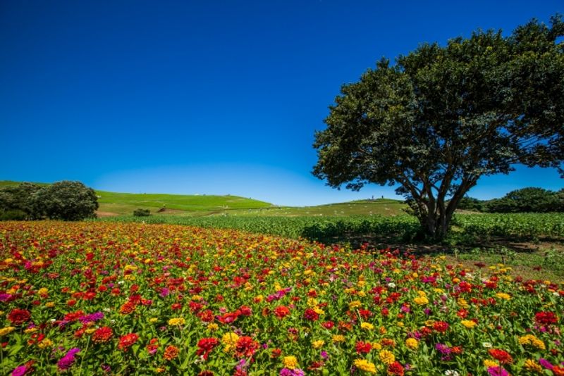 Ibaraki Private Tour - Zinnias in Seaside Park