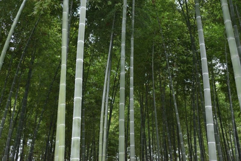 Ibaraki Private Tour - Bamboo Forest, Kairakuen