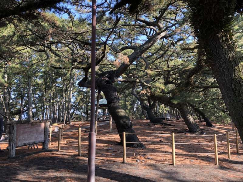 Shizuoka Private Tour - "Hagoromo no Matsu" at Mino no Matsubara!
The Pine Tree of the Robe Hagoromo is said to be about 650 years old.
It is very famous due to the legend of Hagoromo, a story of the celestial maiden and a fisherman.