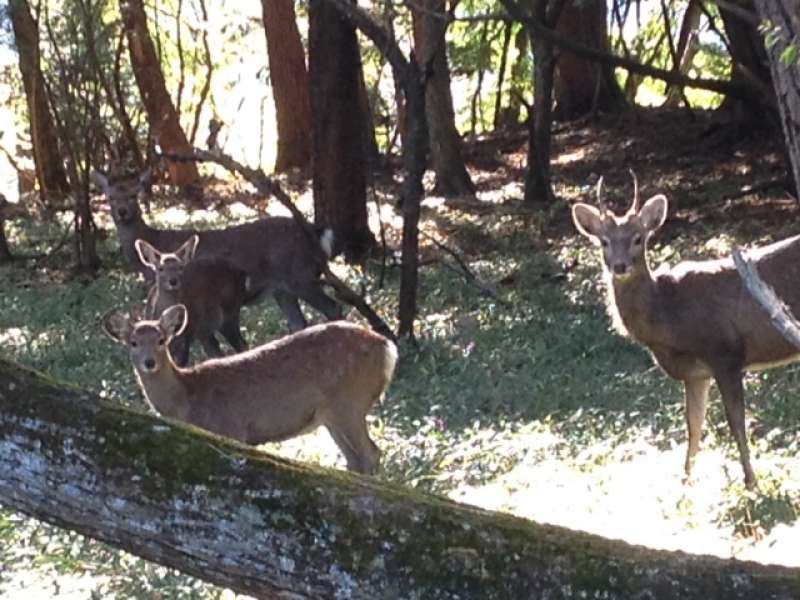 Tokyo Private Tour - Deers appearing in the hiking course