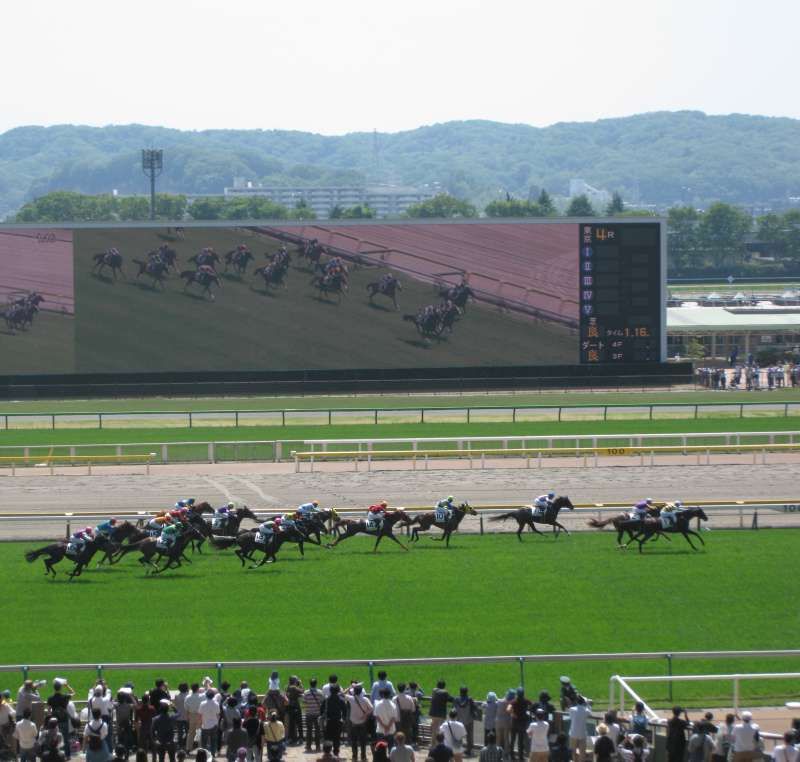 Tokyo Private Tour - Horses in race and big screen.