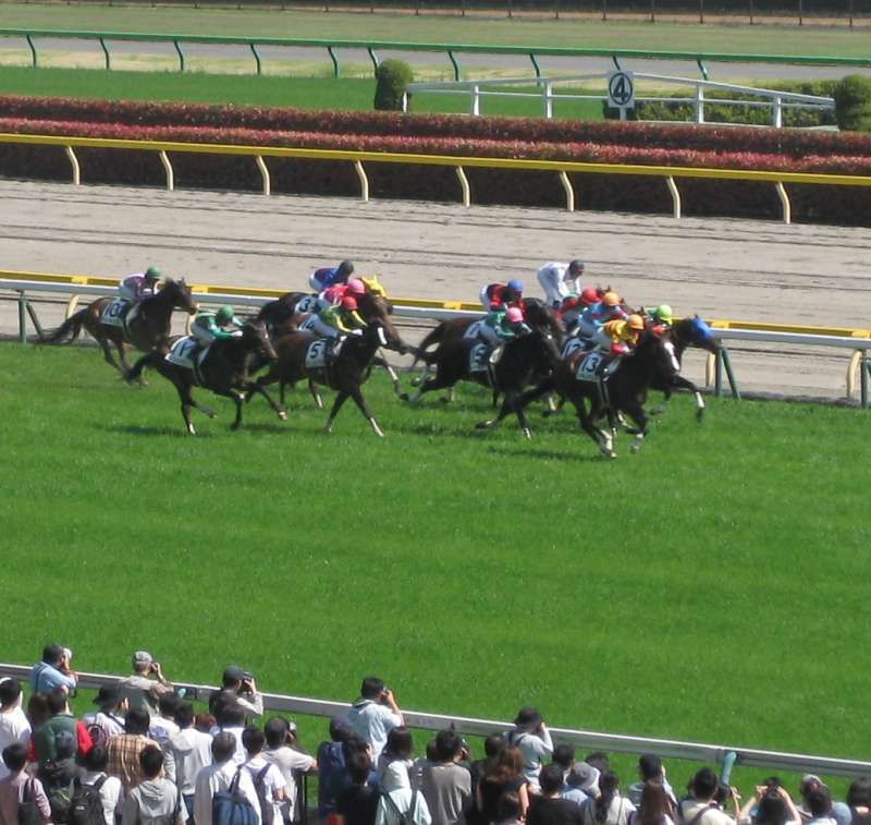 Tokyo Private Tour - Horses in race.