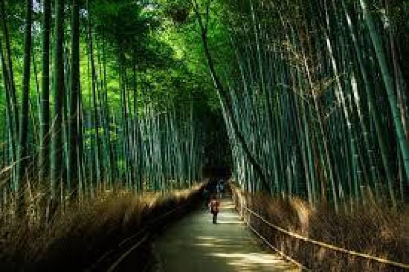 Kyoto Private Tour - Arashiyama Bamboo Forest is a time-honored beautiful place in Kyoto. So called “Moon Crossing Bridge” is nearby.