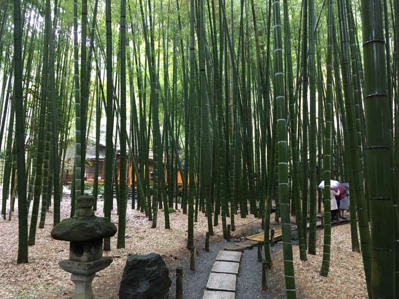 Tokyo Private Tour - Bamboo Forest in Hokoku-ji Temple