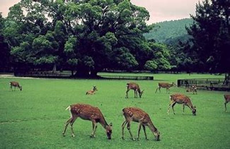 Osaka Private Tour - Friendly Wild Deer in Nara Park