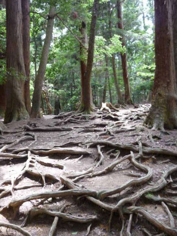 Kyoto Private Tour - "Kinonemichi" (=tree's roots path) Hiking trail