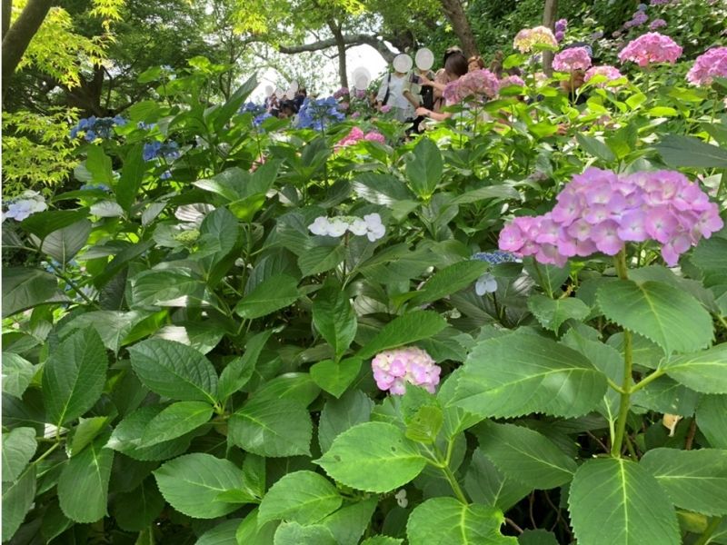 Kamakura Private Tour - Hasedera Temple : Hydrangea