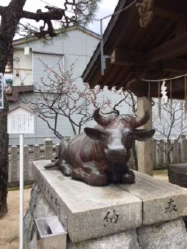 Hiroshima Private Tour - 摸一摸牛!