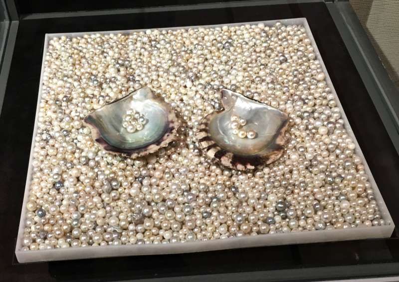 Mie Private Tour - One of the displays of the Pearl Museum in Mikimoto Pearl Island.   Pearls are cultured in Pearl Oysters.  