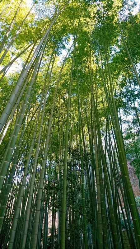 Kamakura Private Tour - Le bois de bambou