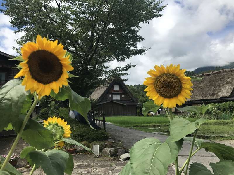 Takayama Private Tour - Summer in Shirakawago