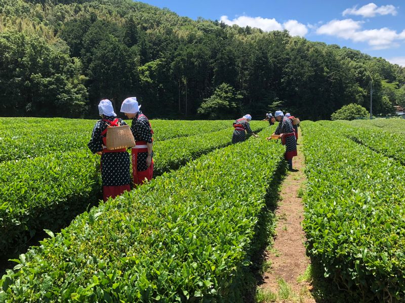 Other Shizuoka Locations Private Tour - Tea leaf picking at Kuraya Narusawa