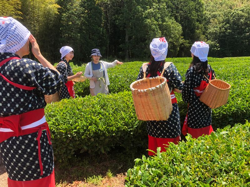 Other Shizuoka Locations Private Tour - Tea leaf picking at Kuraya Narusawa