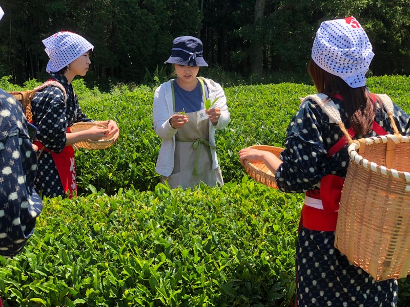 Other Shizuoka Locations Private Tour - Tea leaf picking at Kuraya Narusawa