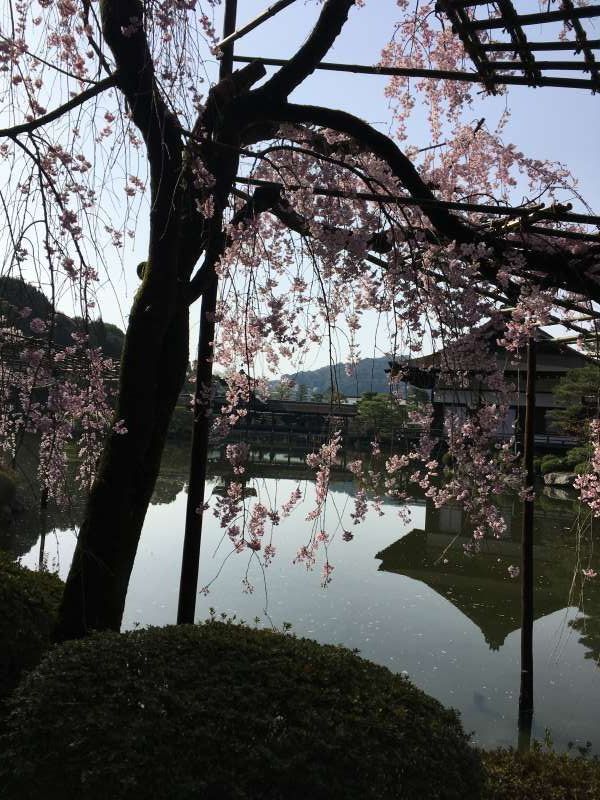 Kyoto Private Tour - Sakura blossom in Shinen Garden.