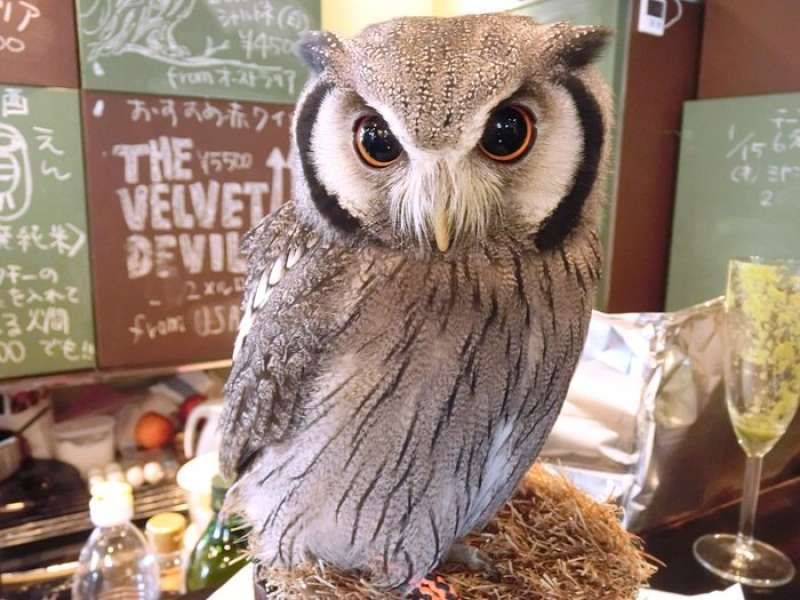 Tokyo Private Tour - At the owl cafe
