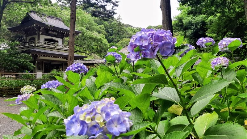 Kamakura Private Tour - Ancient Zen Buddhist temple leading to hiking route