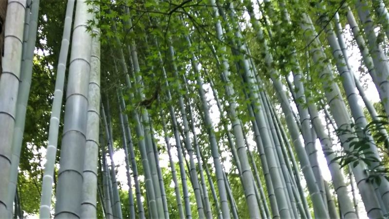 Kamakura Private Tour - Walking beside bamboo bush