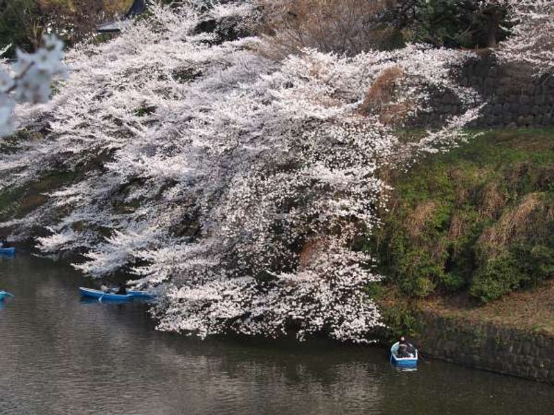 Tokyo Private Tour - Cherry blossom view from sidewalk of the moat of Imperial Palace