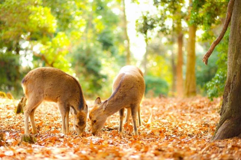 Kyoto Private Tour - Nara deer Park