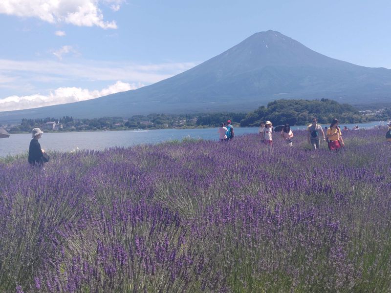 Mount Fuji Private Tour - Mt.Fuji from Lake Kawaguchi