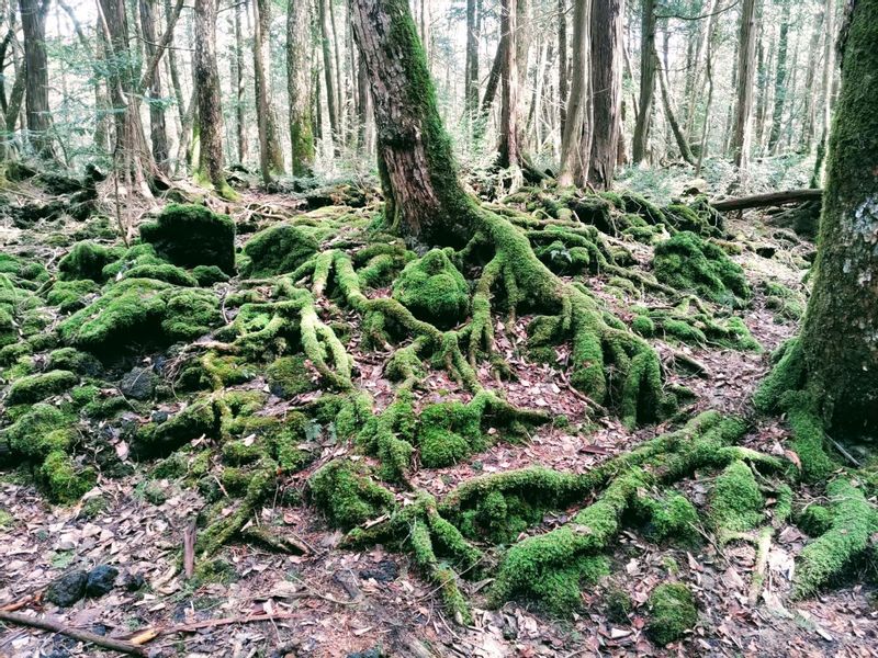 Mount Fuji Private Tour - Moss in Aokigahara Forest