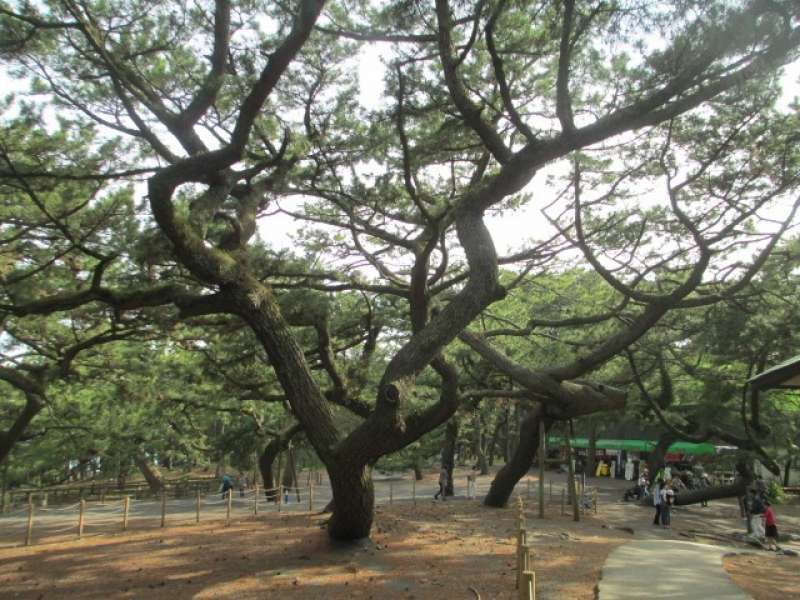 Shimizu Private Tour - Miho Pine Tree Grove