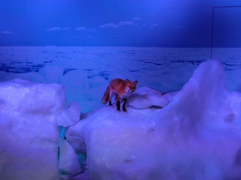 Shiretoko / Abashiri Private Tour - exhibition room for you to touch real drift ice 