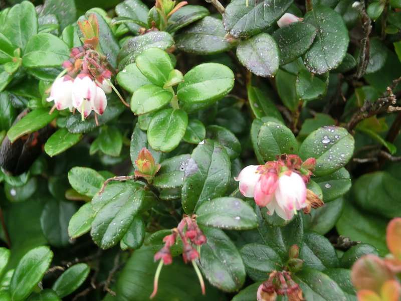 Shiretoko / Abashiri Private Tour - Another alpine plant called "Kokemomo" in Japanese. You can see these at the top.