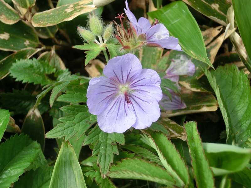 Shiretoko / Abashiri Private Tour - Alpine plant called " Tokachi Furo" in Japanese. You can see these on the way to the top.