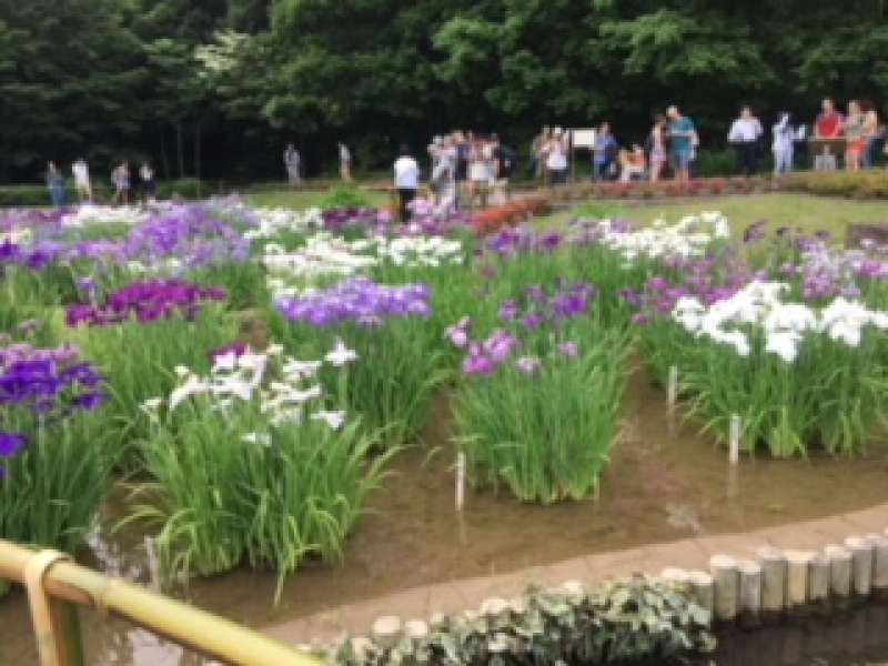 Tokyo Private Tour - 84 kinds of iris in Imperial Palace are in full bloom from May to Jun.