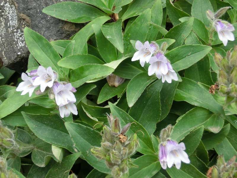 Shiretoko / Abashiri Private Tour - Alpine plant called "Iwa-Bukuro", which literally means "a bag of rock"