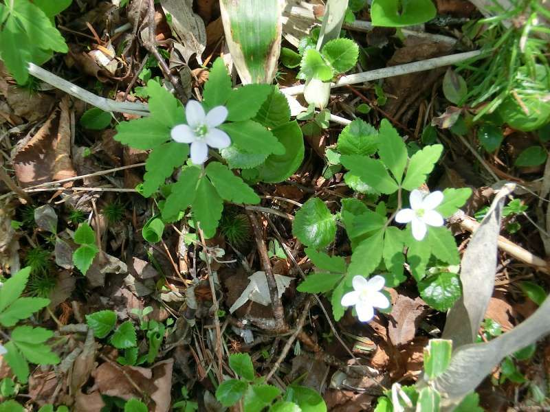 Shiretoko / Abashiri Private Tour - You can enjoy looking at some alpine flowers on the way. This white one is called "Ezo Ichige".