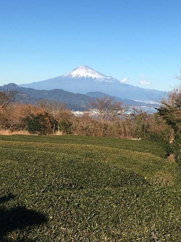 Shimizu Private Tour - Tea farm with view of Mt.Fuji