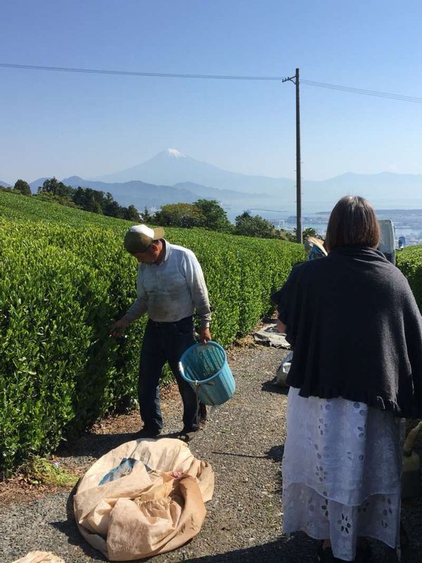 Shimizu Private Tour - another tea farm near Nihondaira