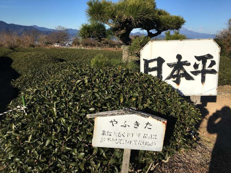 Shimizu Private Tour - Tea farm in Nihondaira plateau 