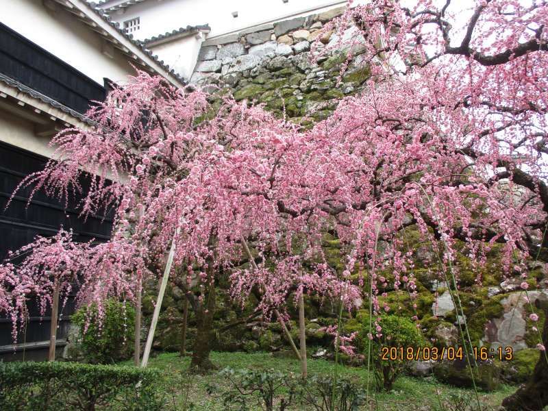 Kochi Private Tour - Cherry blossom in Kochi Castle