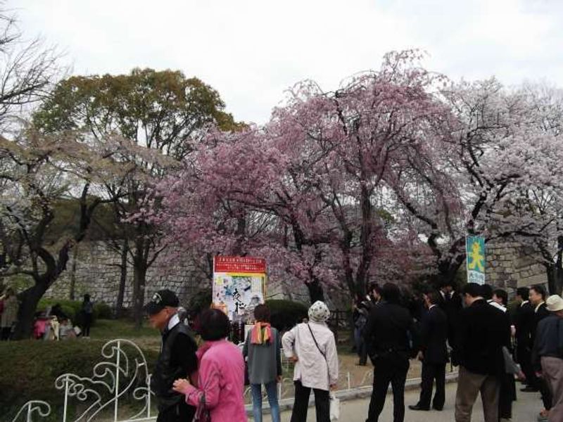 Osaka Private Tour - Cherry trees outside the castle gate.