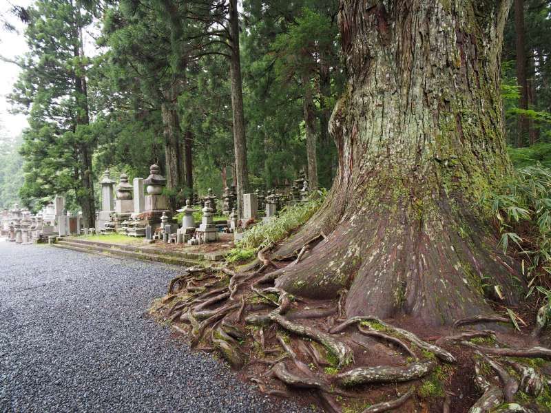 Mount Koya Private Tour - null