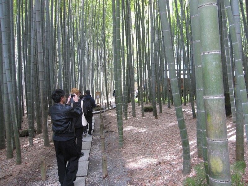 Kamakura Private Tour - Bamboo trees in Hokokuji garden