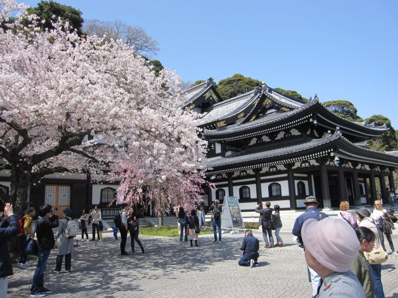 Kamakura Private Tour - Cherry blossoms in Hasedera temple.