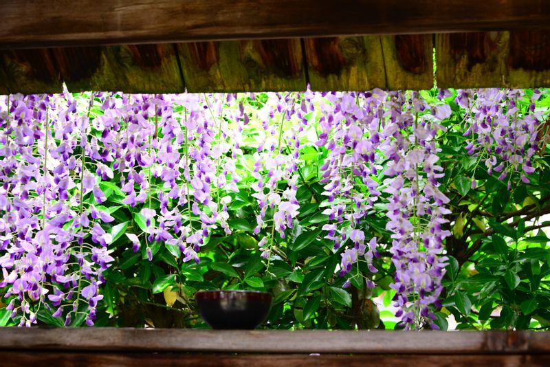 Fukushima Private Tour - Oyakuen wisteria flowers