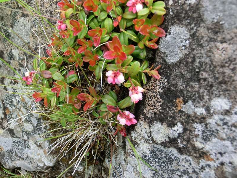 Shiretoko / Abashiri Private Tour - Alpine flowers called "Koke Momo", which literally means peach blossoms in the moss, but unlike its name, they are so beautiful.