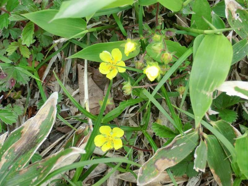 Shiretoko / Abashiri Private Tour - Alpine flowers called "Miyama Kinbai". They are so pretty.